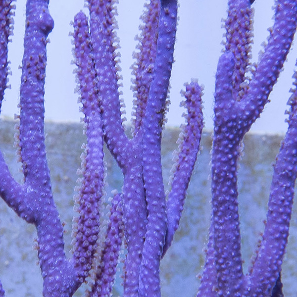 Purple Candalabra Gorgonian